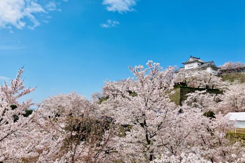 津山市 鶴山公園の桜